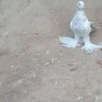 فروش 3 تا کبوتر