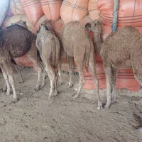 شتر جوان پنج نفر