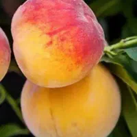 تولید و عرضه نهال هلو آلبرتا