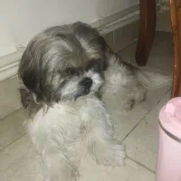 سگ شیتزو|سگ|هشتگرد, شهرک گلها|دیوار