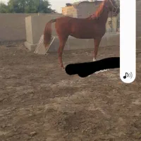 اهواز