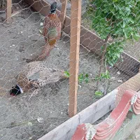 پرنده زینتی