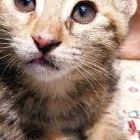 بچه گربه متولد خانه۲ ماهه نژاد شهریار dshصدای زیبا