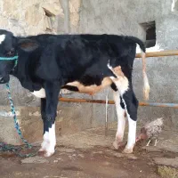 گوساله هلشتاین