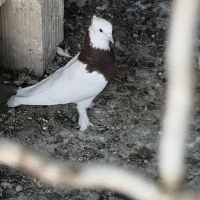 طوقی