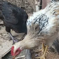 مرغ و خروس