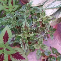 گیاه|آرایشی، بهداشتی، درمانی|نورآباد, |دیوار