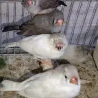 خرید و فروش جوجه فنچ