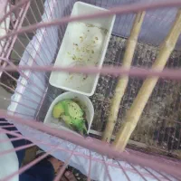 یک جفت مرغ عشق مولد|پرنده|تهران, جنت‌آباد شمالی|دیوار