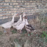 5 قطع غاز