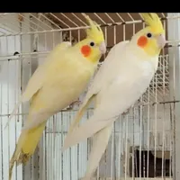 عروس هلندی|پرنده|مزرعه کتول, |دیوار