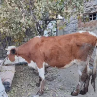 گاو سمیتال آبستن