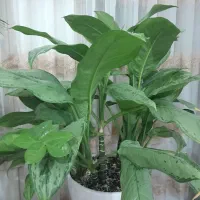 سه گلدان شاداب|گل و گیاه طبیعی|آران و بیدگل, |دیوار