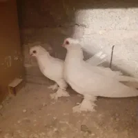 کبوتر|پرنده|باسمنج, |دیوار