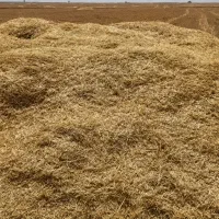 کاه جو دیم