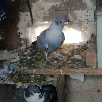 پرنده|پرنده|سبزوار, پیروزی|دیوار