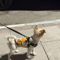 پیدا شدن سگ در گناوه