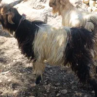 تیشتر بعده