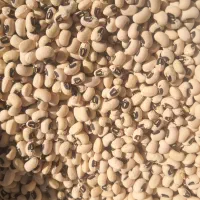 لوبیا آشی محلی(چشم بلبلی) آوردم براتون|خوردنی و آشامیدنی|کوهدشت, |دیوار