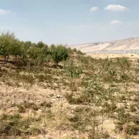 گاوداری ۴هزار متری به همراه باغ۶هزار متری|فروش دفتر صنعتی، کشاورزی، تجاری|ایوان, |دیوار