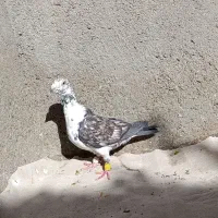 کفتر آس|پرنده|مشهد, کوی سیدی|دیوار
