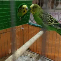 جفت مرغ عشق مست اماده معاوضه سقا قناری