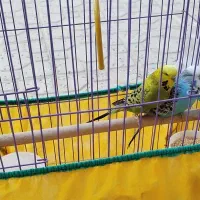 یک جفت مرغ عشق انگلیسی گرید بالا