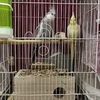 عروس هلندی|پرنده|همدان, |دیوار