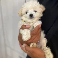 سگ پودل مالتیز