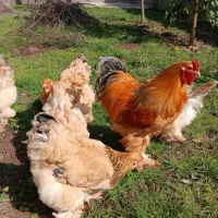 تخم مرغ لاری و برهما و جوجه