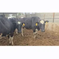 تلیسه ۸ ماه آبستن درجه یک