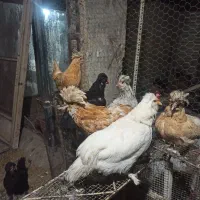 مرغ و خروس پولند وسلطان و خروس لاکندزی