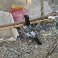 کفتر پرشی