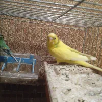 دو عدد مرغ عشق نر