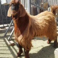 کهره و بره نر