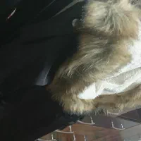 کاپشن و پالتو