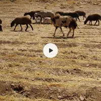 شیشک قوچ پلنگی
