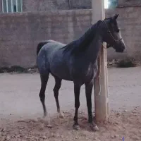 فروش کره مادیون|اسب و تجهیزات اسبسواری|رونیز, |دیوار