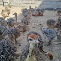 پذیرش سرمایه گذار در صنعت شترمرغ|استخدام مالی، حسابداری، حقوقی|تبریز, |دیوار