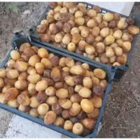 خارک ورطب ابادان|خوردنی و آشامیدنی|اصفهان, نقش جهان|دیوار