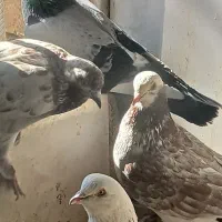 کفتر پرشی|پرنده|اردکان, |دیوار