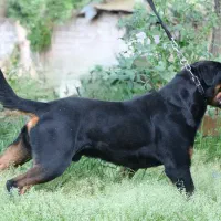 روتوایلر|سگ|قائم‌شهر, |دیوار