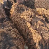 18راس بره ماده