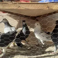 پرنده|پرنده|مشهد, شهرک مطهری|دیوار