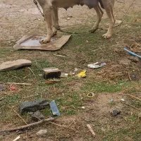 پژدرماده|سگ|کرمانشاه, |دیوار