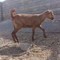 کهره ماده سرحال|حیوانات مزرعه|فین, |دیوار