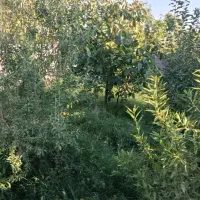 خدمات شخم و علف وبیل زنی درخت کاری|خدمات باغبانی و درختکاری|تبریز, |دیوار