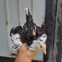 ۱۰ تا نیمچه گلین ۲ ماهه