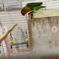 جفت طوطی برزیلی