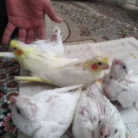 جوجه عروس هلندی